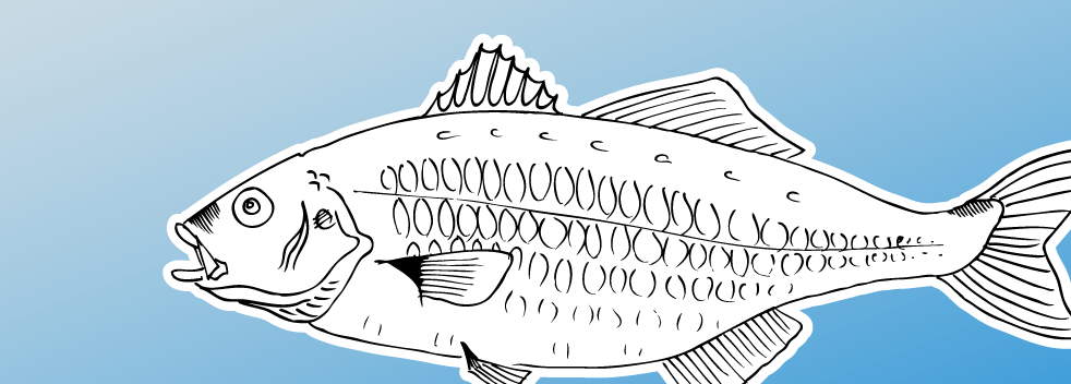 sea-bass sea-bass